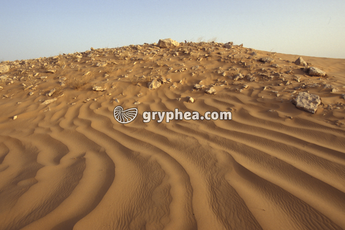 Ripples désert - gryphea.org